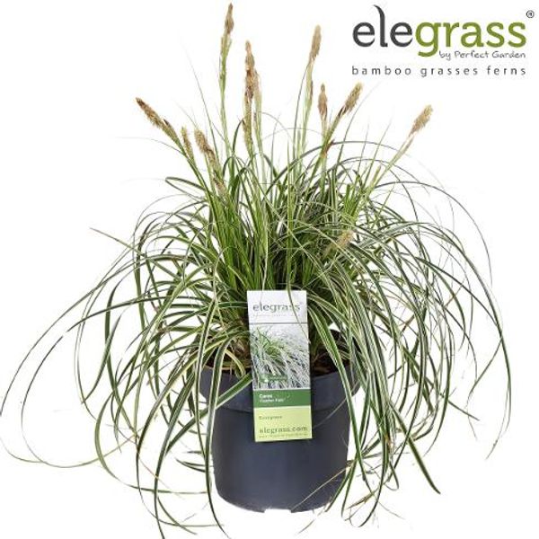 Prydgress - Carex Feather Falls  - 163892