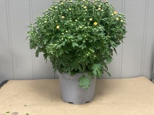 Hovedbilde Frilandscrys 19cm