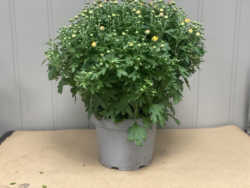 Frilandscrys 19cm