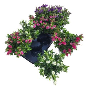 Hovedbilde Hebe andersonii All Blooms Mix - 165584