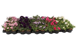 Hovedbilde Petunia Famous mix  - 162709