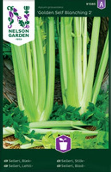 Selleri, Stilk-, Golden Self Blanching 2