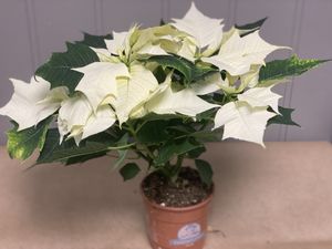 Hovedbilde Julestjerne - HVIT EUPHORBIA PULCHERRIMA GRENET - ...