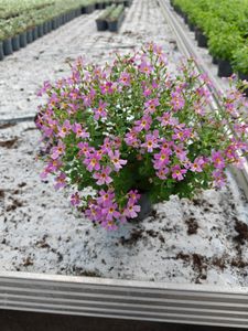 Hovedbilde S&oslash;rafrikansk flox - JAMESBRITTENIA HYBRID  - ...