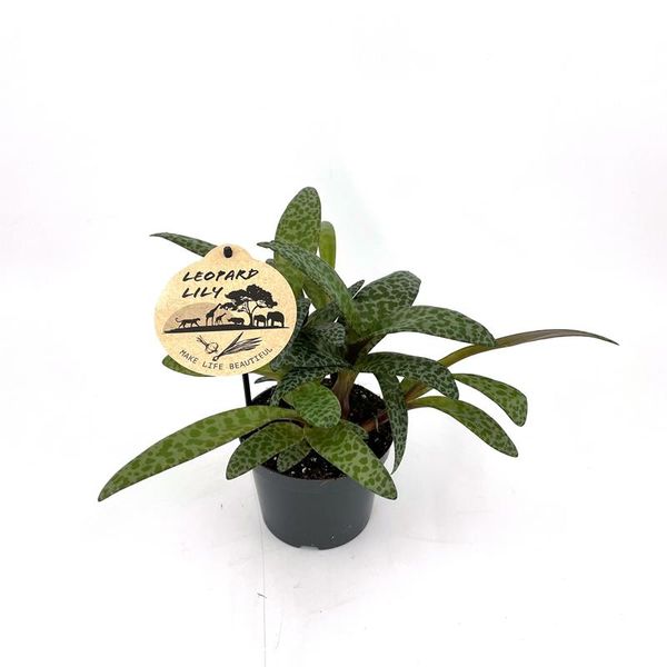 LEDEBOURIA SOCIALIS  - 1155050