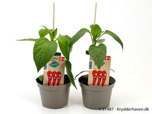 Hovedbilde Paprika - CAPSICUM ANNUUM/PEBER SPISELIG  - ...