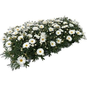 Hovedbilde Margeritt - Argyranthemum frutescens wei&szlig; - ...