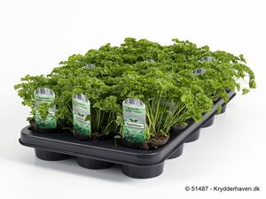 Hovedbilde Kruspersille - PETROSELINUM (FLERE TYPER) 'KRUS ...