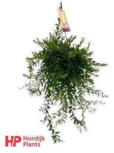 Hovedbilde Hengeasparges - Aeschynanthus Japhrolepis  - ...