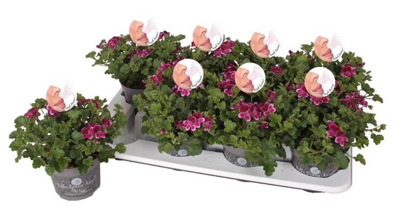 Pelargonia - Pelargonium Grandifl.Bella Donna Angel Parfum Jet  - 162709