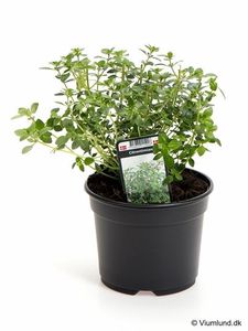 Hovedbilde Timian - THYMUS CITRIODORUS/CITRON-TIMI  - 162701