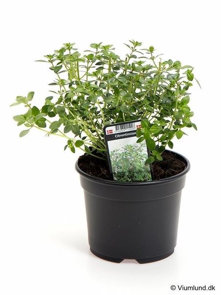 Timian - THYMUS CITRIODORUS/CITRON-TIMI  - 162701
