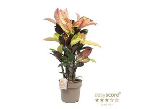 Bilde av Codiaeum variegatum P17 Mrs Iceton