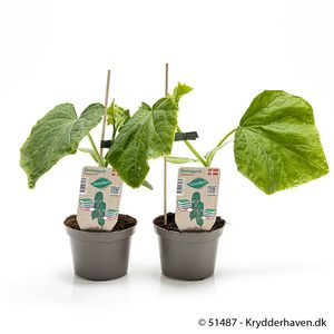 Hovedbilde Agurk - CUCUMIS SATIVUS/AGURK  - 161649