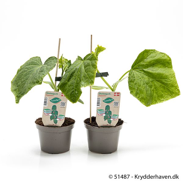 Agurk - CUCUMIS SATIVUS/AGURK  - 161649