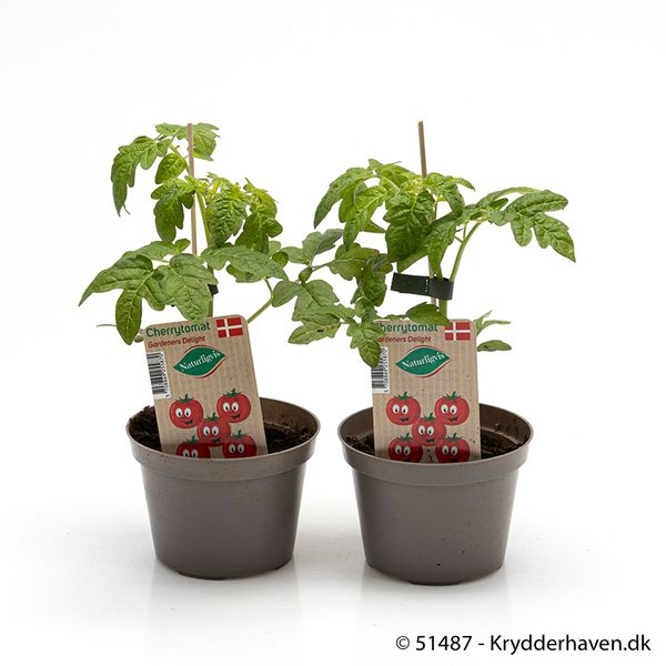Tomat - LYCOPERSICON LYCOP./TOMAT 'CHERRYTOMAT' - 161649