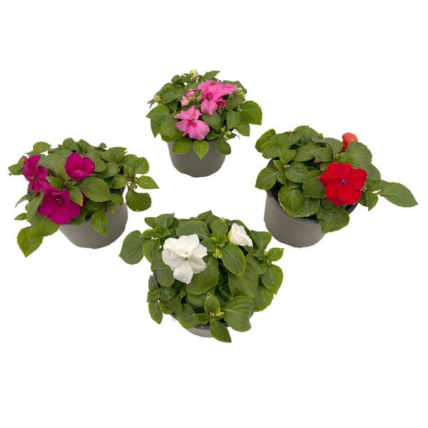 Flittig lise - Impatiens walleriana Mix - 162708