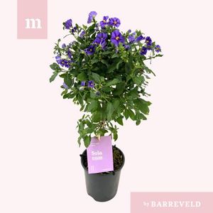 Hovedbilde Potetbusk - Solanum rant. Blue Fountain  - 161653