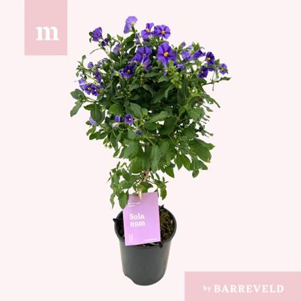 Potetbusk - Solanum rant. Blue Fountain  - 161653