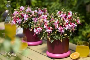 Hovedbilde Fuchsia Bella Bianca  - 163892