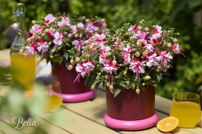 Fuchsia Bella Bianca  - 163892