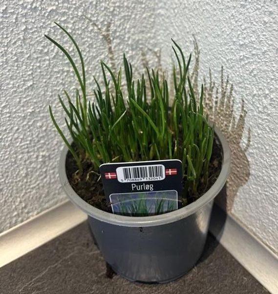 Gressløk - ALLIUM SCHOENOPRASUM/PURLØG.  - 162701