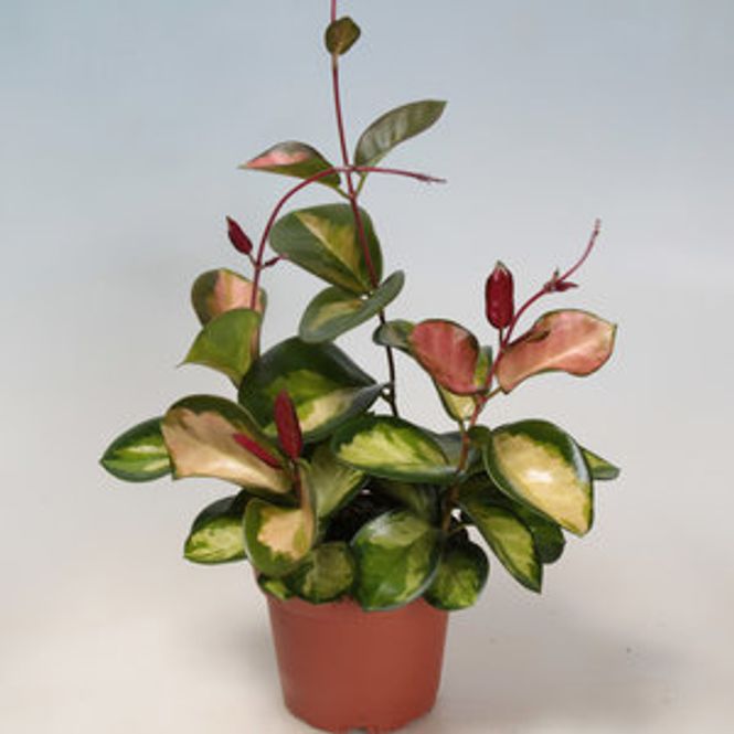 Hovedbilde Hoya Tricolor 12D