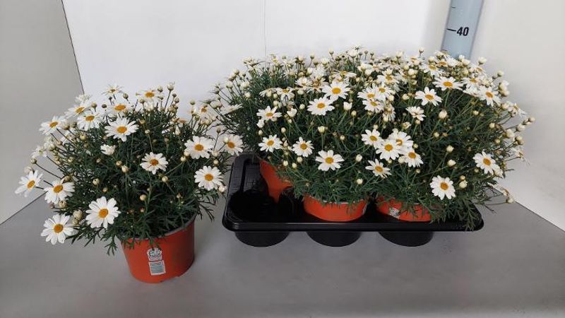 Margeritt - Argyranthemum frutescens  - 162709