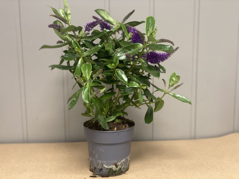 Hebe Akiri light purple kiwi