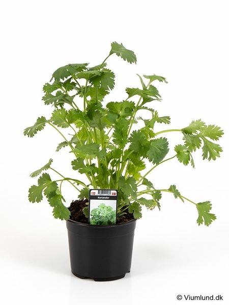 Koriander - CORIANDRUM SATIVUM  - 162701