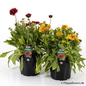 Hovedbilde hagekokardeblomst - GAILLARDIA X GRANDIFLORA  - ...
