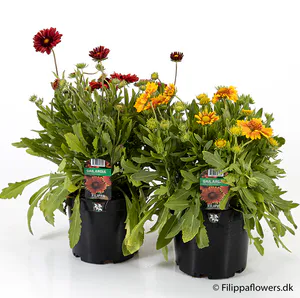 Hovedbilde hagekokardeblomst - GAILLARDIA X GRANDIFLORA  - ...