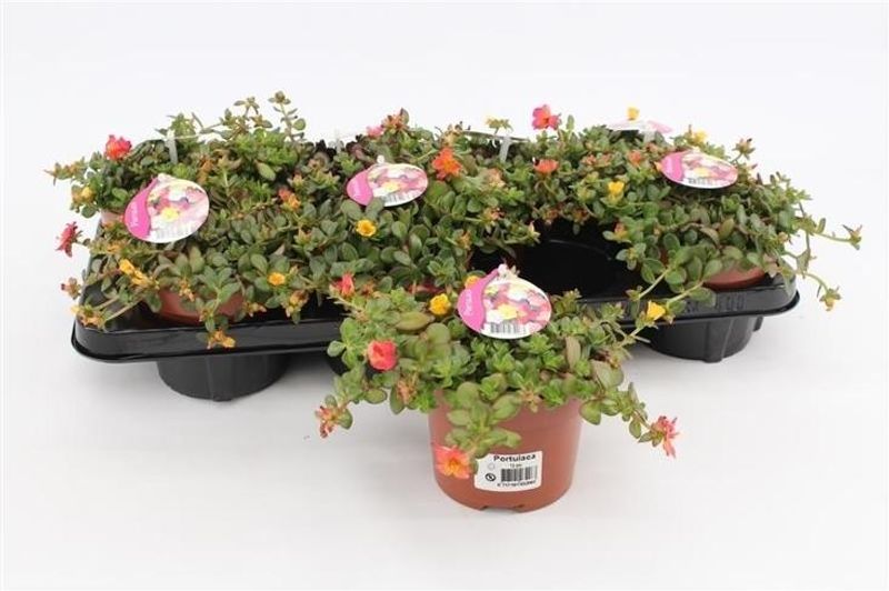 prydportulakk - Portulaca mix in pot  - 164360