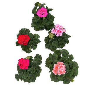 Hovedbilde Pelargonia - Pelargonium zonale Mix - 162708