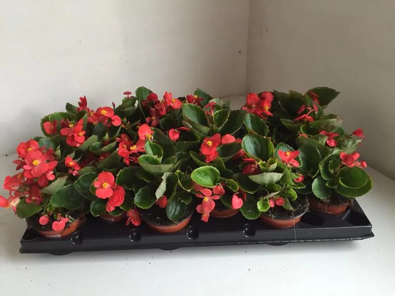 isbegonia - BEGONIA SEMPERFLORENS-HYBRID  - 164595