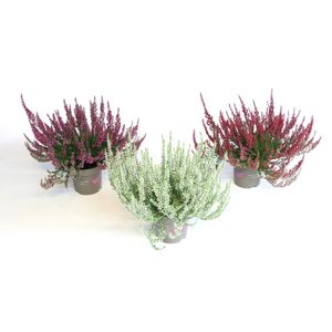 Hovedbilde Calluna vulgaris Garden Girls Mix, Oktober